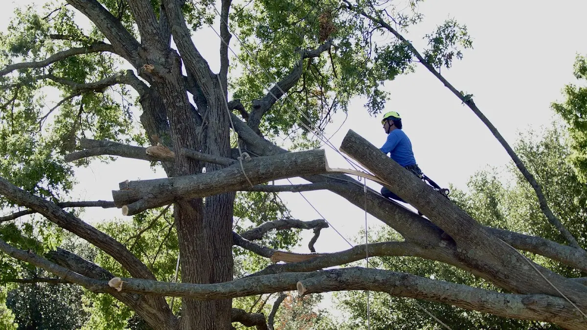 Professional Hazardous Tree Removal performed by certified arborists in Lockport