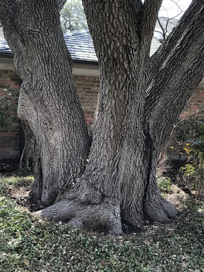 Mature heritage tree close to a Lockport property cared for by certified arborists